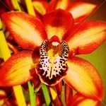 Tiger Orchid